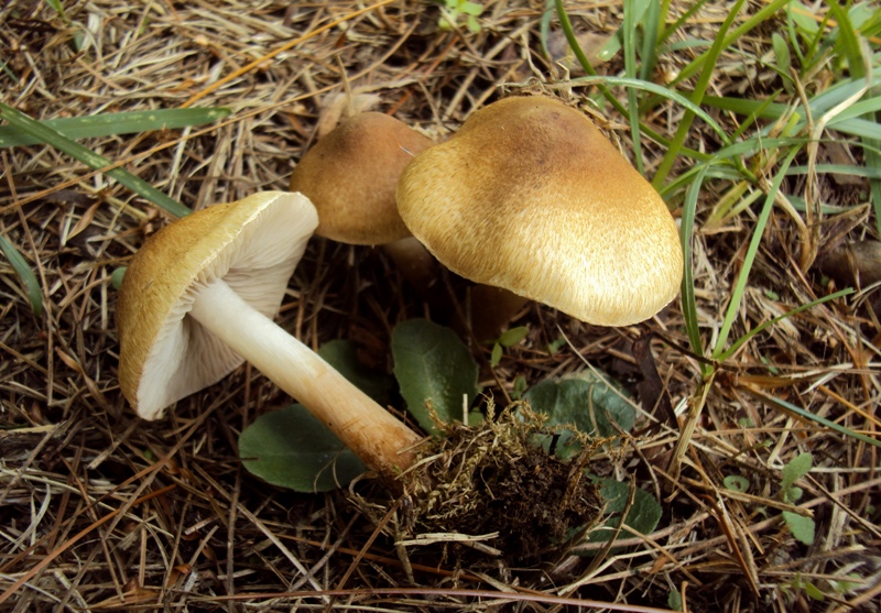 bulimia fungina al parco